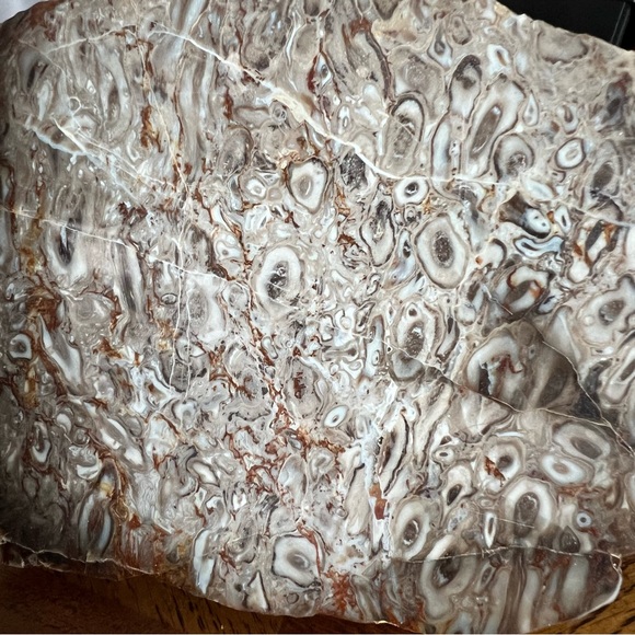 Rare Petrified Palm Root Fossil Stone California Home Decor Display Rock - Picture 4 of 15